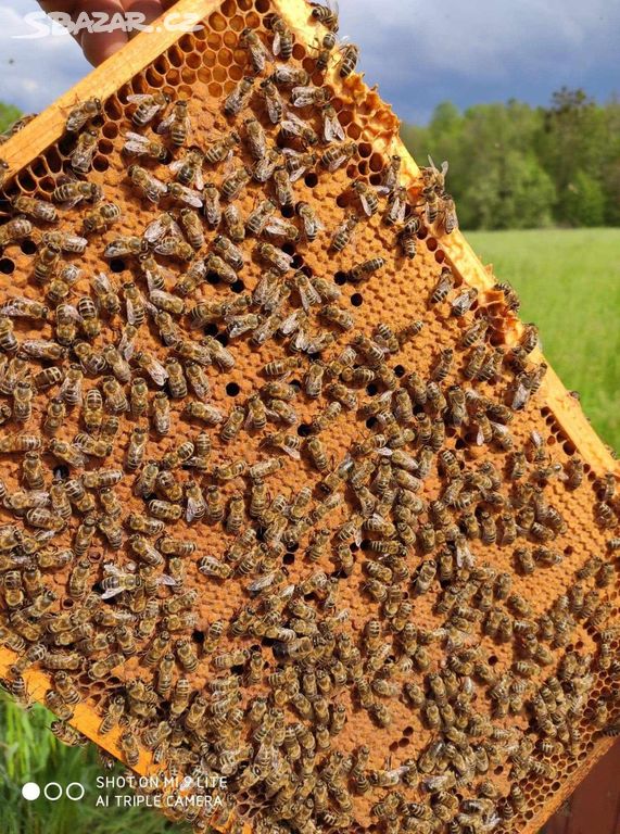 Včely-velké vyzimované včelstvo